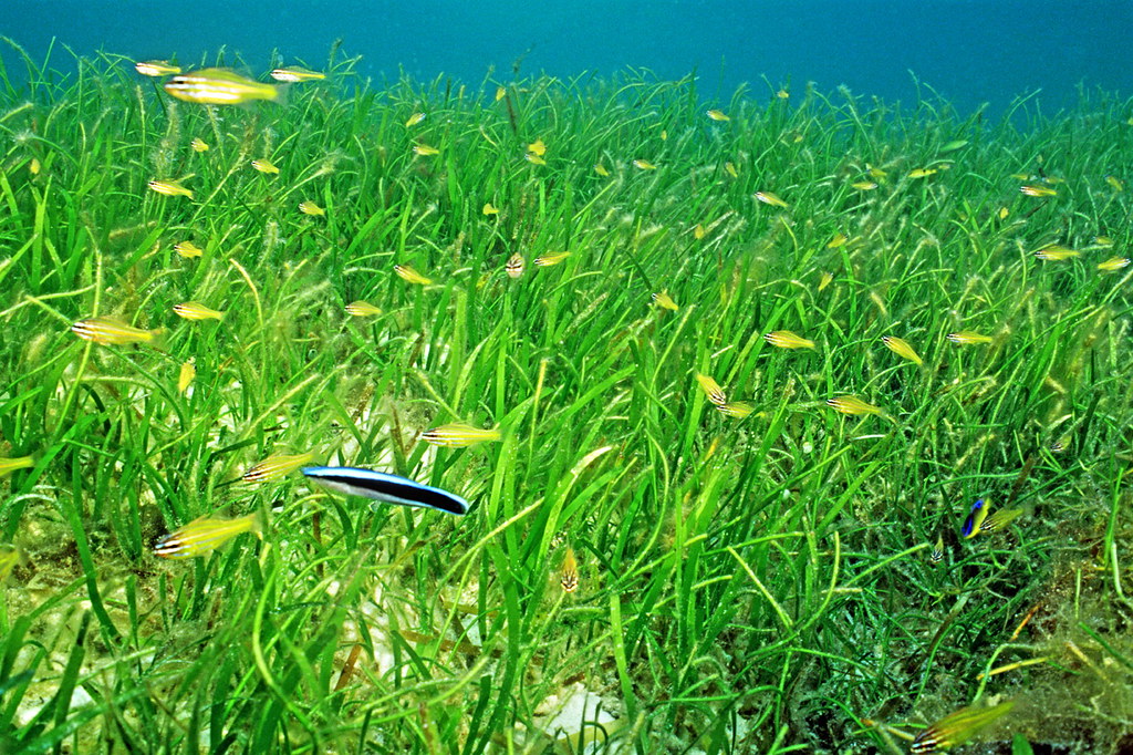 東沙環礁擁有台灣最大的海草床。圖片來源：海洋國家公園