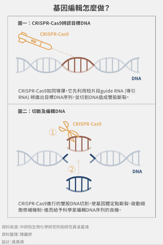 基因編輯怎麼做