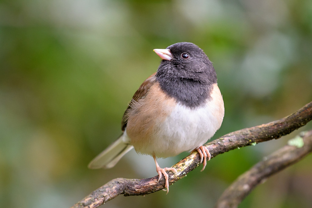常見鳥類暗眼燈草鵐。照片來源:Becky Matsubara(CC BY 2.0)