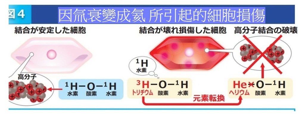 氚在細胞裡衰變成氦。
