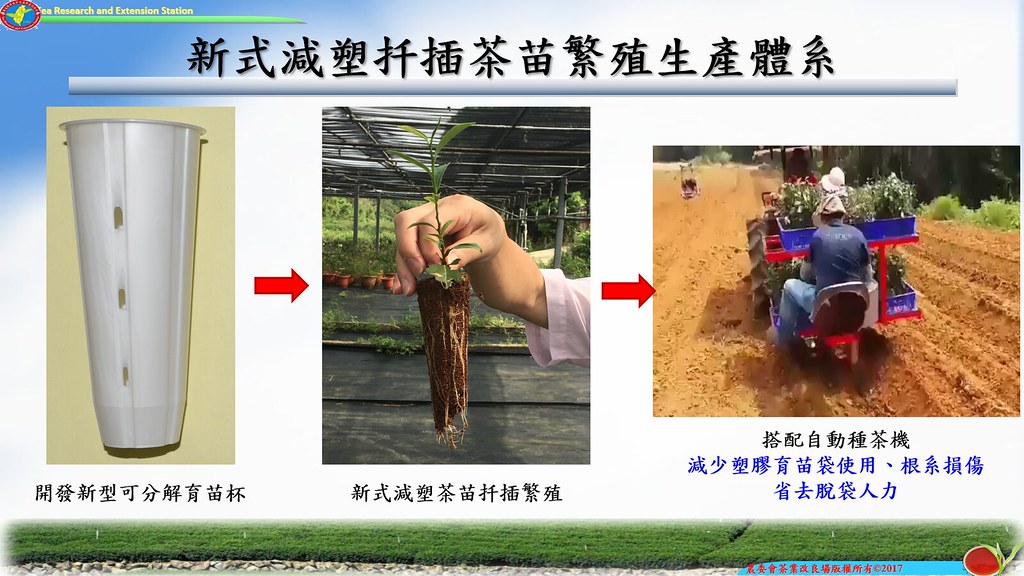 新式減塑扦插茶苗繁殖生產體系示意圖。茶改場提供