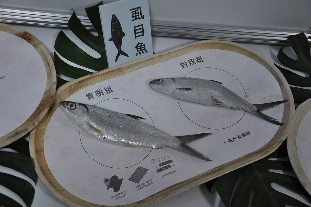 水試所展現過去一年漁電共生試驗成果。孫文臨攝