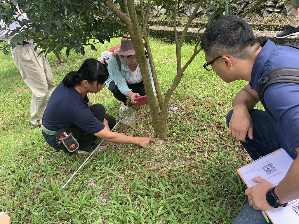 游淑珍現場說明金柑園區土壤與根系狀況。圖片來源：防檢局提供