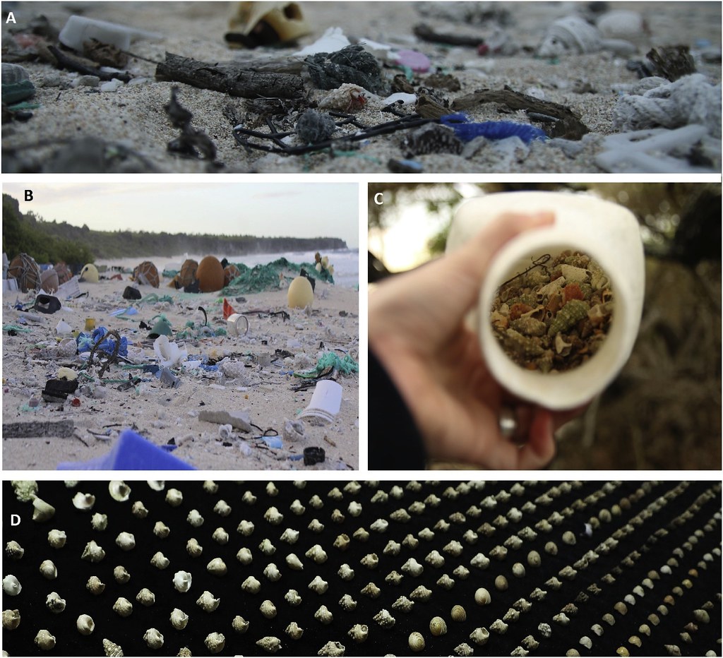 Entrapment in plastic debris endangers hermit crabs