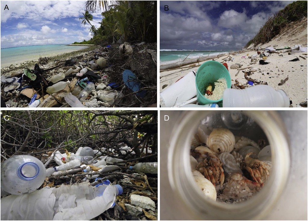 Entrapment in plastic debris endangers hermit crabs