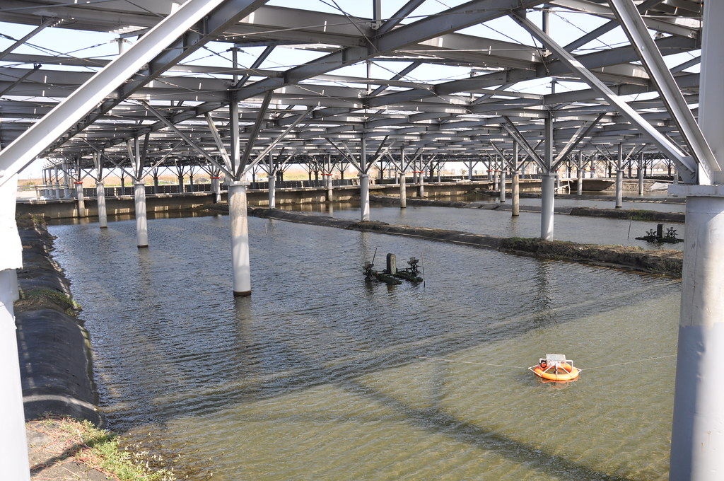 棚架式光電設施可減少高溫、排除雨水，圖中橘色浮球為水質即時監控設備。孫文臨攝