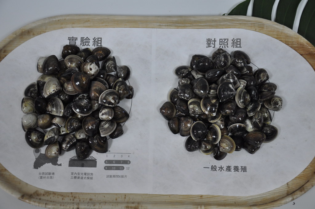 文蛤養殖試驗成果。孫文臨攝