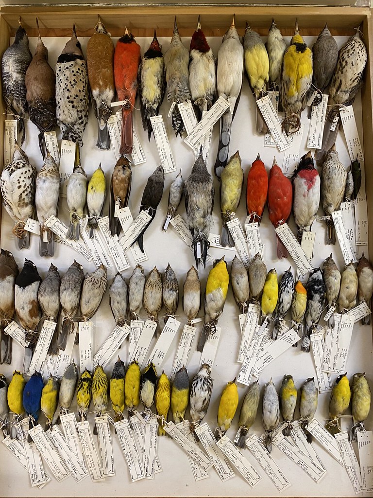 7萬多件鳥類標本的一小部分。圖片來源:密西根大學新聞稿/Field Museum, Ben Marks