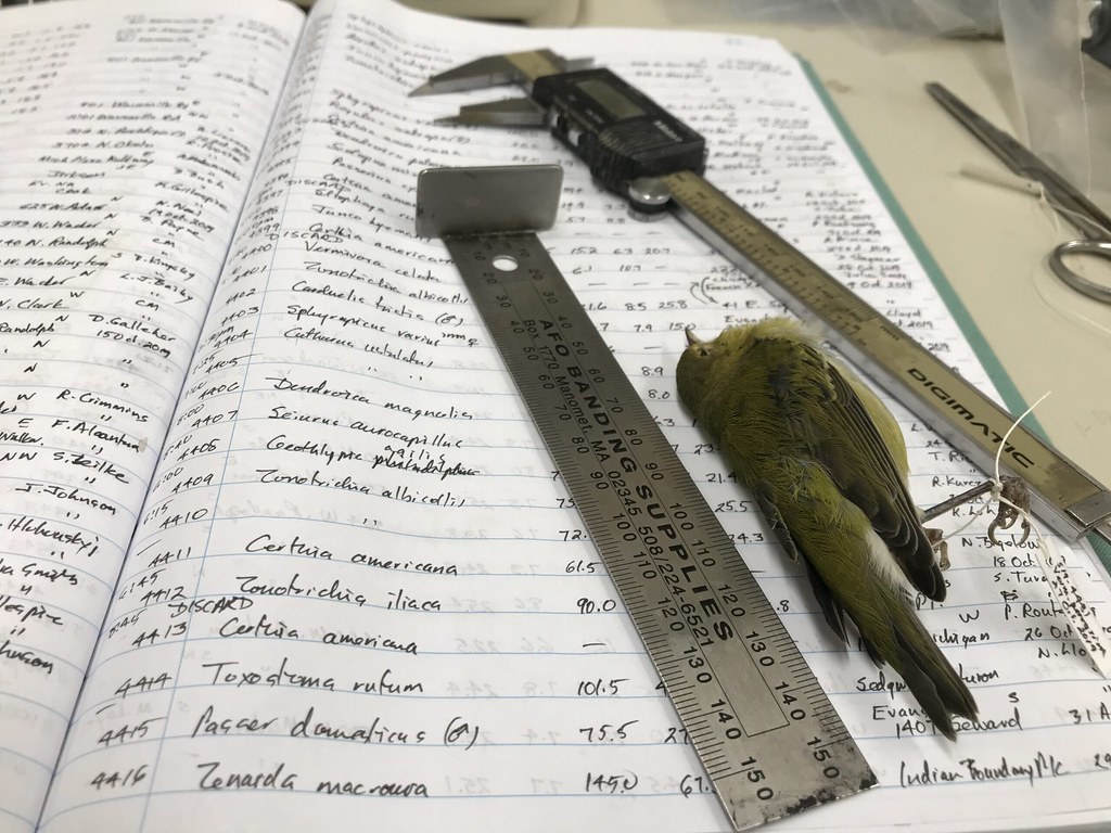 菲爾德自然史博物館鳥類學家威拉德(David Willard)測量鳥類標本的手寫筆記。圖片來源:密西根大學新聞稿/Field Museum, Kate Golembiewski.