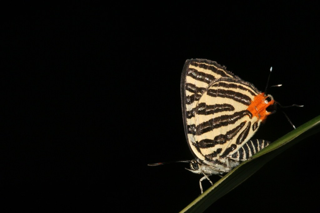 虎灰蝶成蟲。照片來源：王俊凱