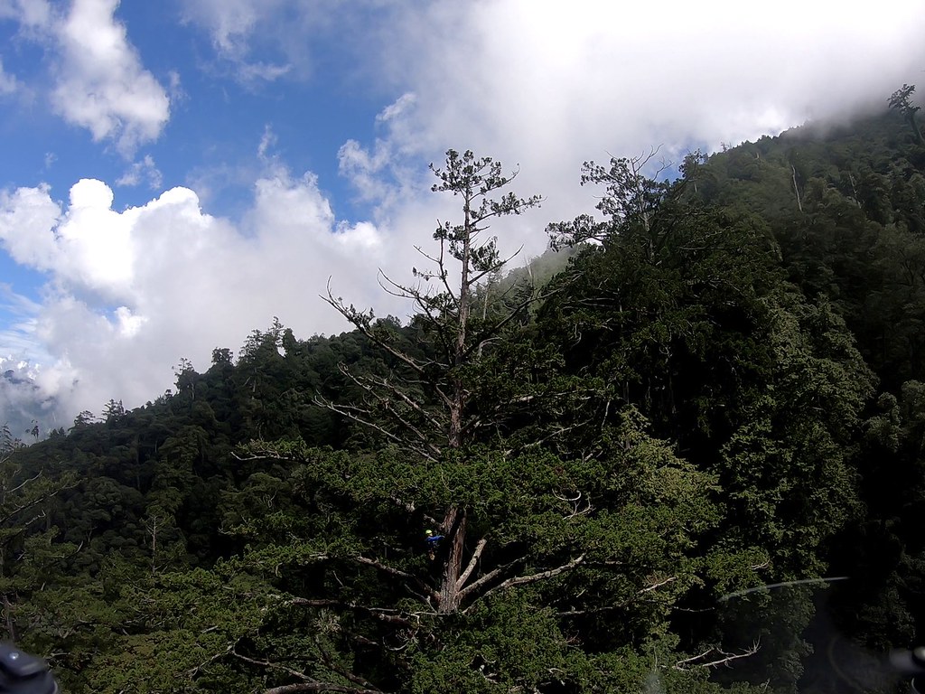 今年9月在大雪山南坑溪上游找到標高72.9公尺的台灣杉巨木，是目前台灣第一高樹。圖片來源：找樹的人