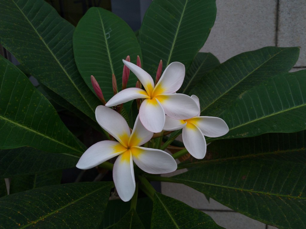 雞蛋花（Plumeria acuminata）荷蘭人引入台灣對付瘴癘之氣兼預防瘧疾。攝影：陳建忠