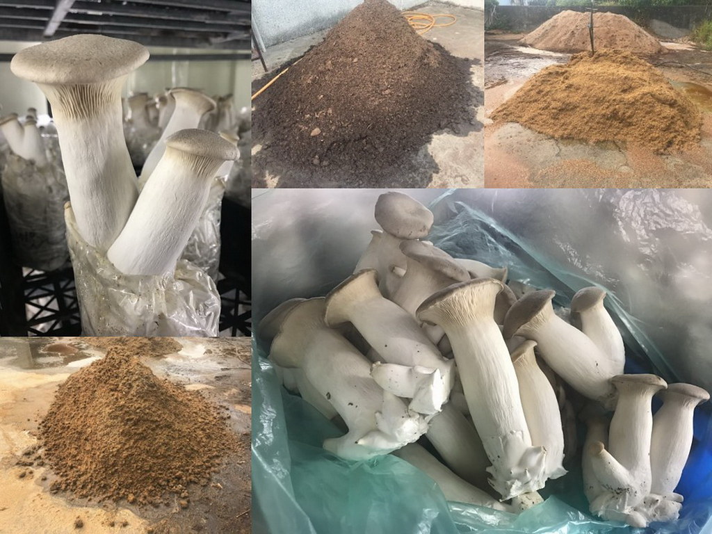 以菇類廢介質及各種農業廢棄物組成配方栽種之杏鮑菇(右下)和以木屑配方栽種之杏鮑菇(左上),可取代木屑30_100%,產能最高可達原木屑配方之117%,且外觀及成分均無顯著差異,無安全疑慮