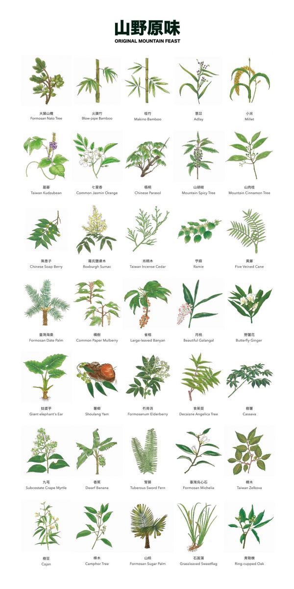 台大實驗林民族植物食農教育館山野原味展出的35種植物中英文名摺頁圖。圖片來源：築點設計提供
