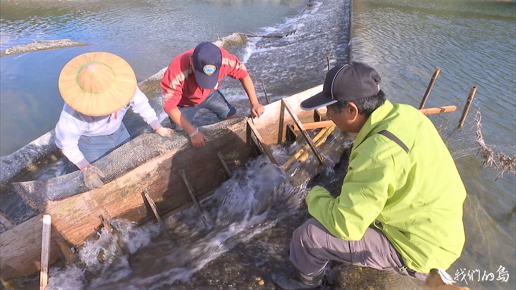 九河局和村民合作搭建簡易魚梯，讓鱉溪的魚兒，有機會上溯洄游。