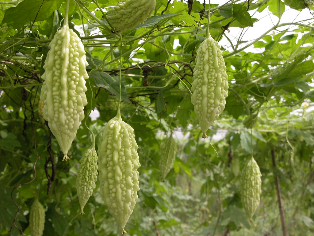 山苦瓜花蓮二號。圖片來源：花蓮農改場