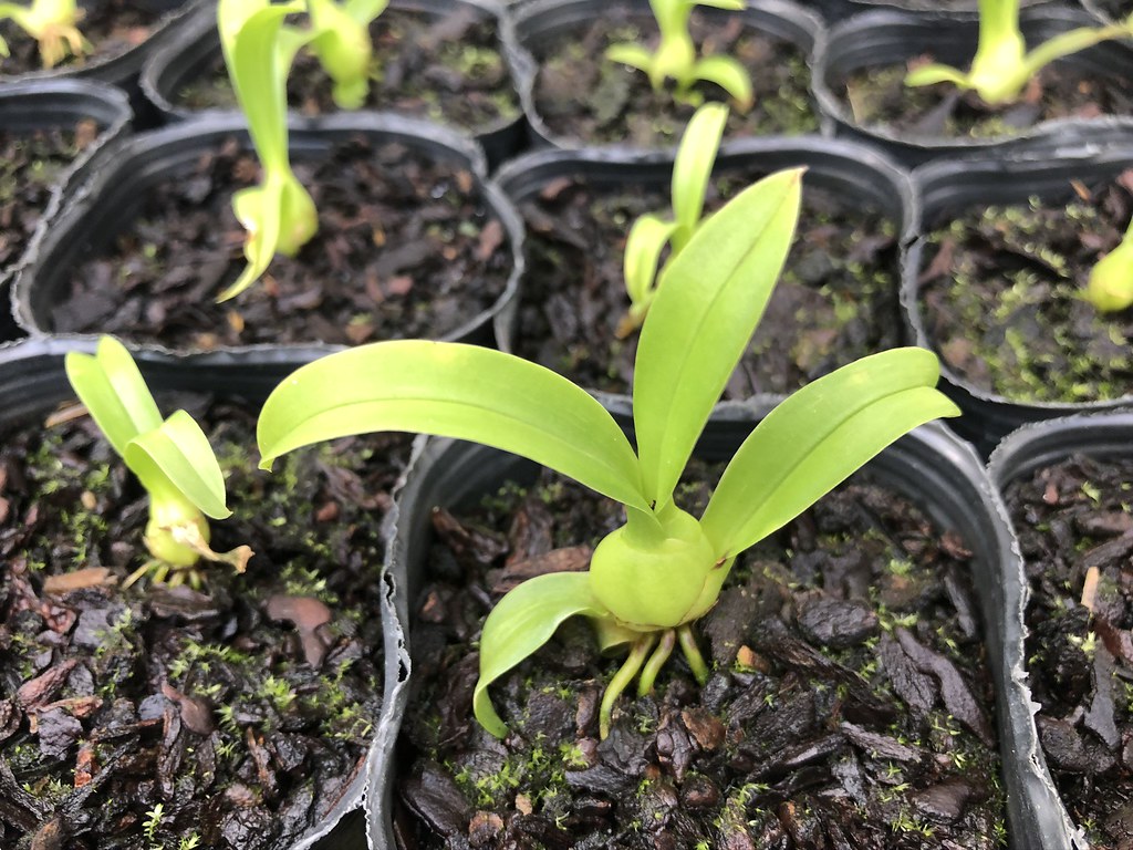 特有受脅植物高士佛羊耳蒜小苗,適應溫室的環境,等待下一個旅程。攝影:廖靜蕙