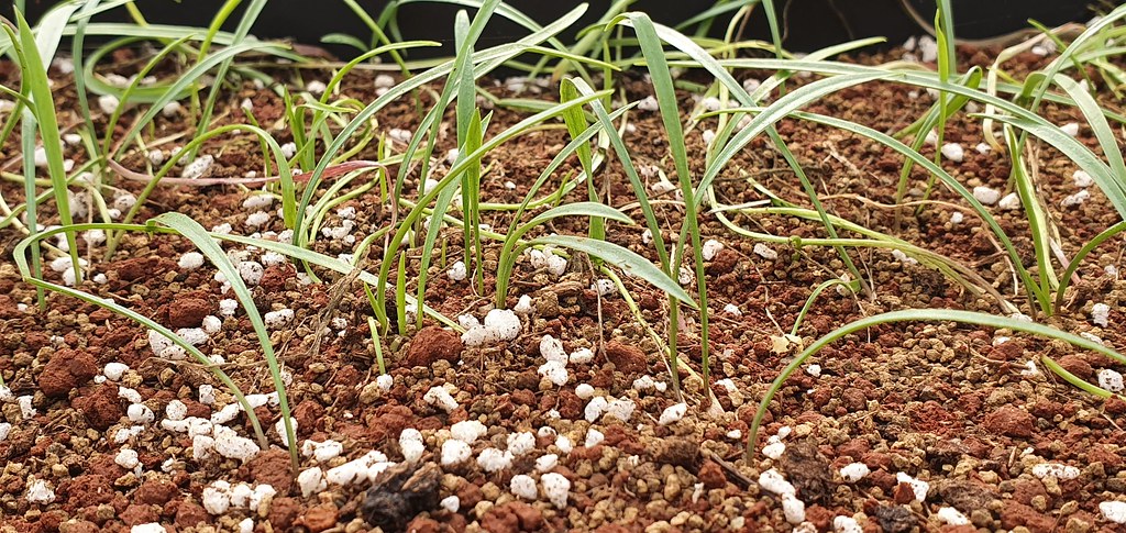 從一個鱗片繁殖出數百棵植株,期能增加族群生機。攝影:張麗慧