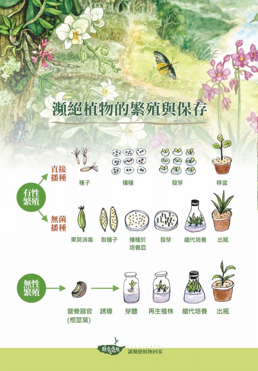 好不容易取得瀕絕植物種苗枝條,該怎麼繁殖保存需先進行評估。圖片來源:特生中心