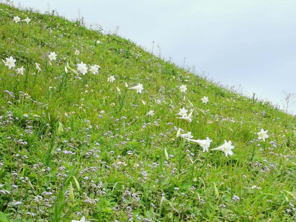 粗莖麝香百合在原棲有如王者,受紫花霍香薊簇擁,形成美麗景觀。攝影:李權裕