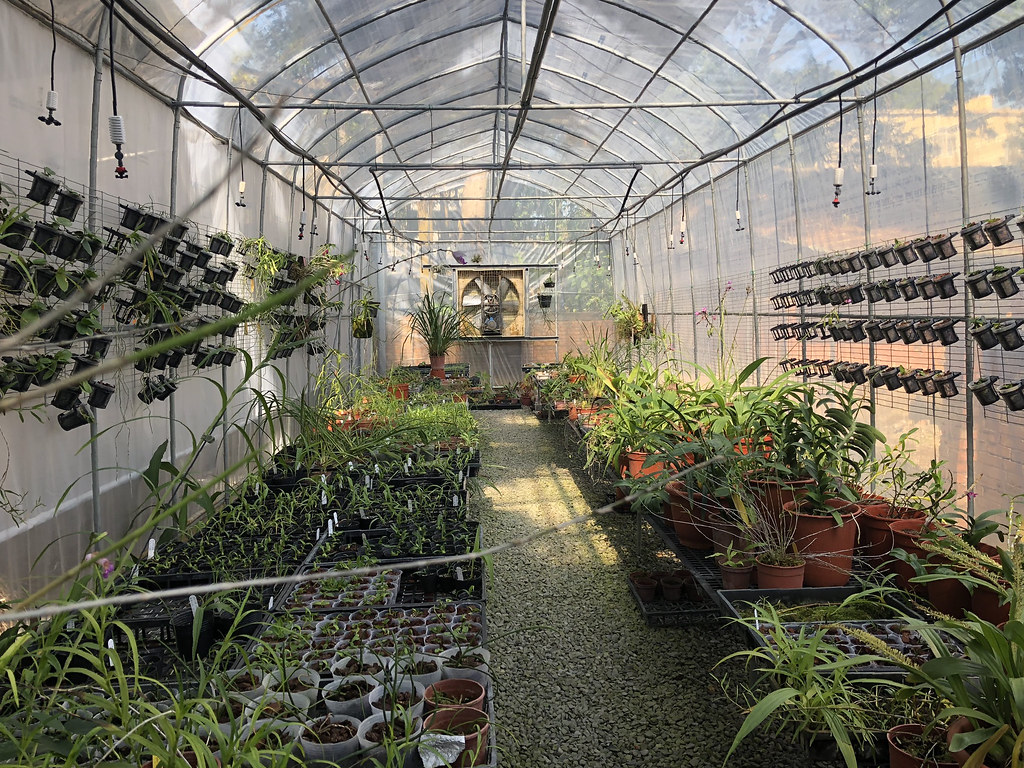 特生中心小小的溫室,擁抱無數瀕絕植物族群延續的希望。攝影:廖靜蕙