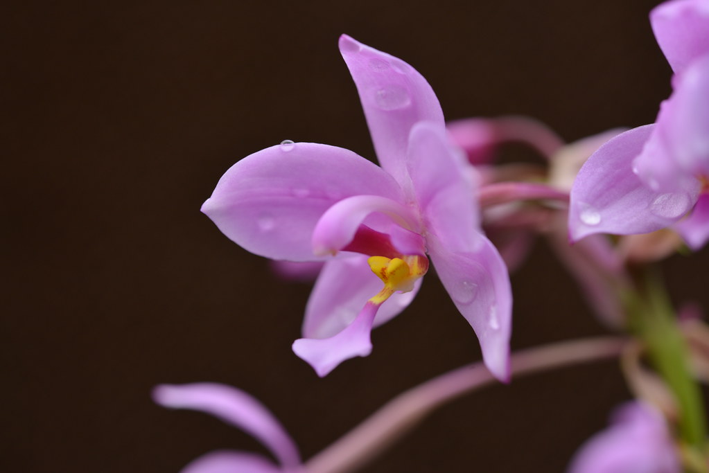 紫苞舌蘭原是蘭嶼常見的蘭花,性喜水,水芋田邊、溪邊常見其蹤影。攝影:李權裕
