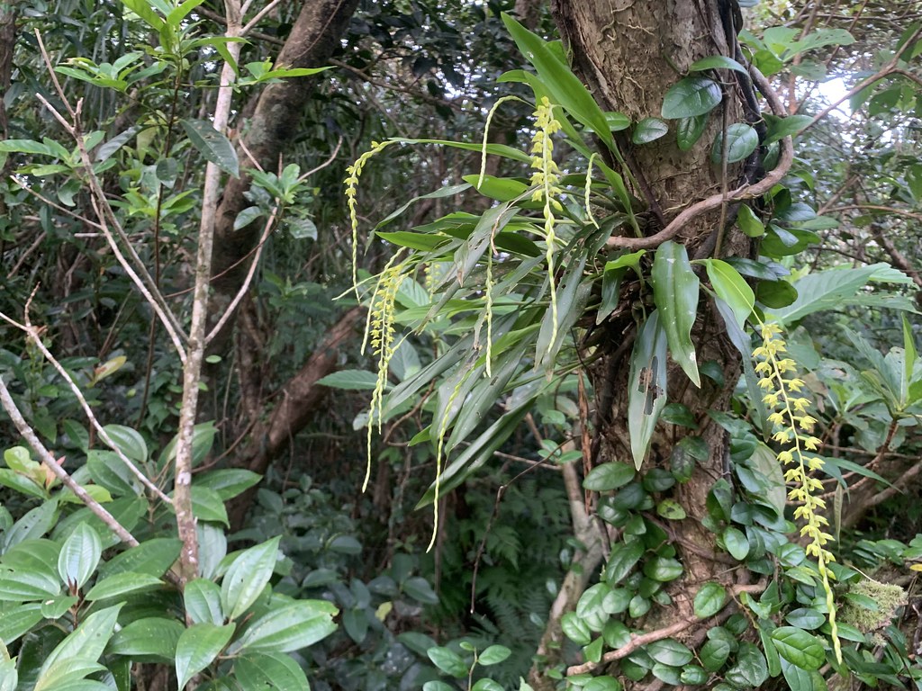 黃穗蘭 Dendrochilum uncatum,NVU易危。攝影:陳奕銘