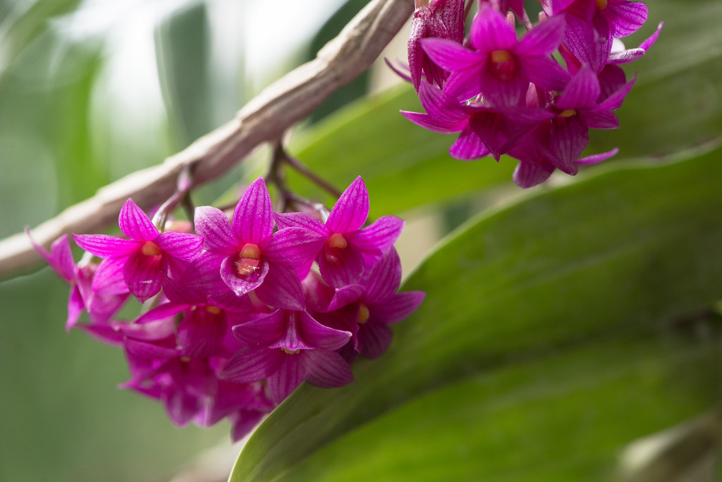紅花石斛 Dendrobium goldschmidtianum,NNT近危。攝影:陳奕銘