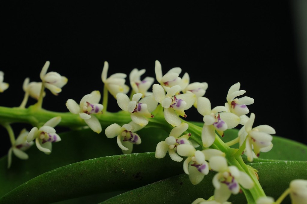 管唇蘭(紅頭蘭)Tuberolabium kotoense,NVU易危。攝影:李權裕