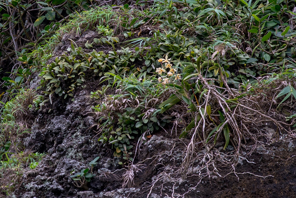 雅美萬代蘭 Vanda lamellata,NVU易危。攝影:陳奕銘