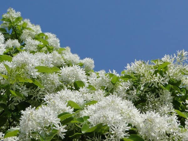 第一年種下的流蘇樹已經開始開花了。黃一峯提供