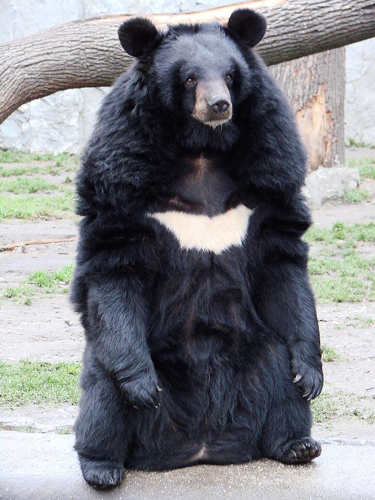 在IUCN紅皮書中歸為「易危級」的亞洲黑熊，是最常因為熊膽需求而被圈養的物種之一。圖片來源：Guérin Nicolas（CC BY SA 3.0）