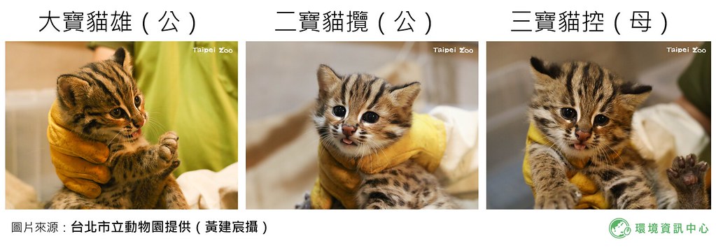 台北市立動物園喜迎石虎三胞胎