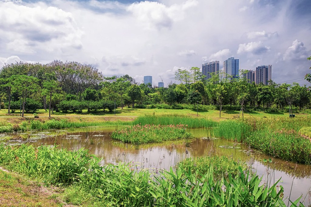 福田紅樹林生態公園由紅樹林基金會管理,該公園包括了供深圳居民欣賞的寧靜的綠地,以及為紅樹林修復預留的保護區域。圖片來源:Dan Hanscom / Alamy
