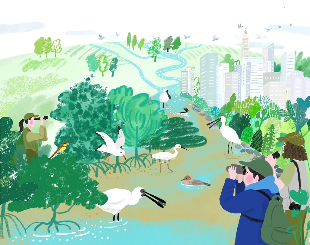 位於珠江三角洲下游深圳灣的紅樹林是濕地鳥類的越冬地,其中包括瀕臨滅絕的黑臉琵鷺等稀有鳥類。製圖:Sunhee Park / 對話地球