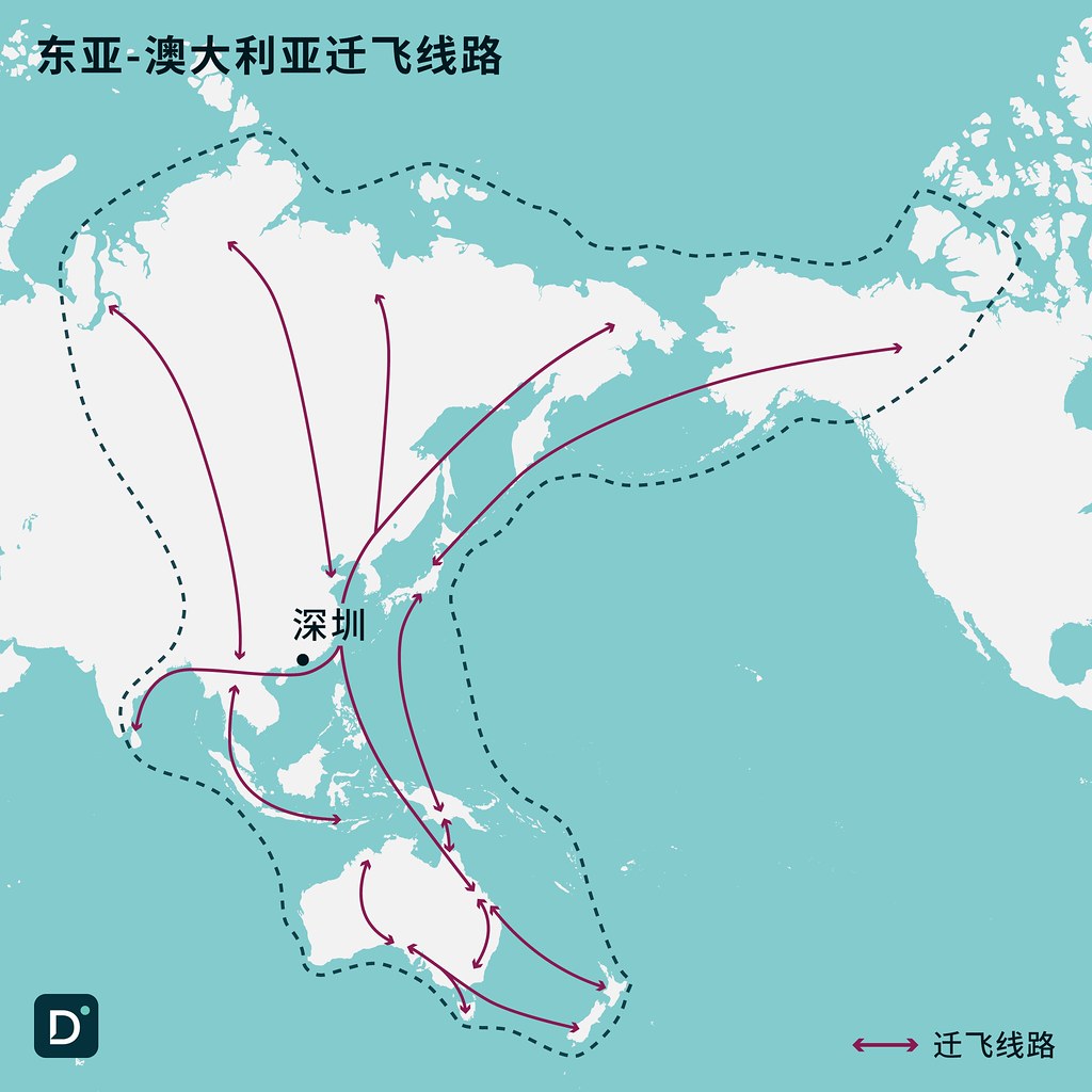 深圳灣是東亞-澳大利西亞遷飛通道上候鳥的重要停留點。製圖:張燁 / 對話地球