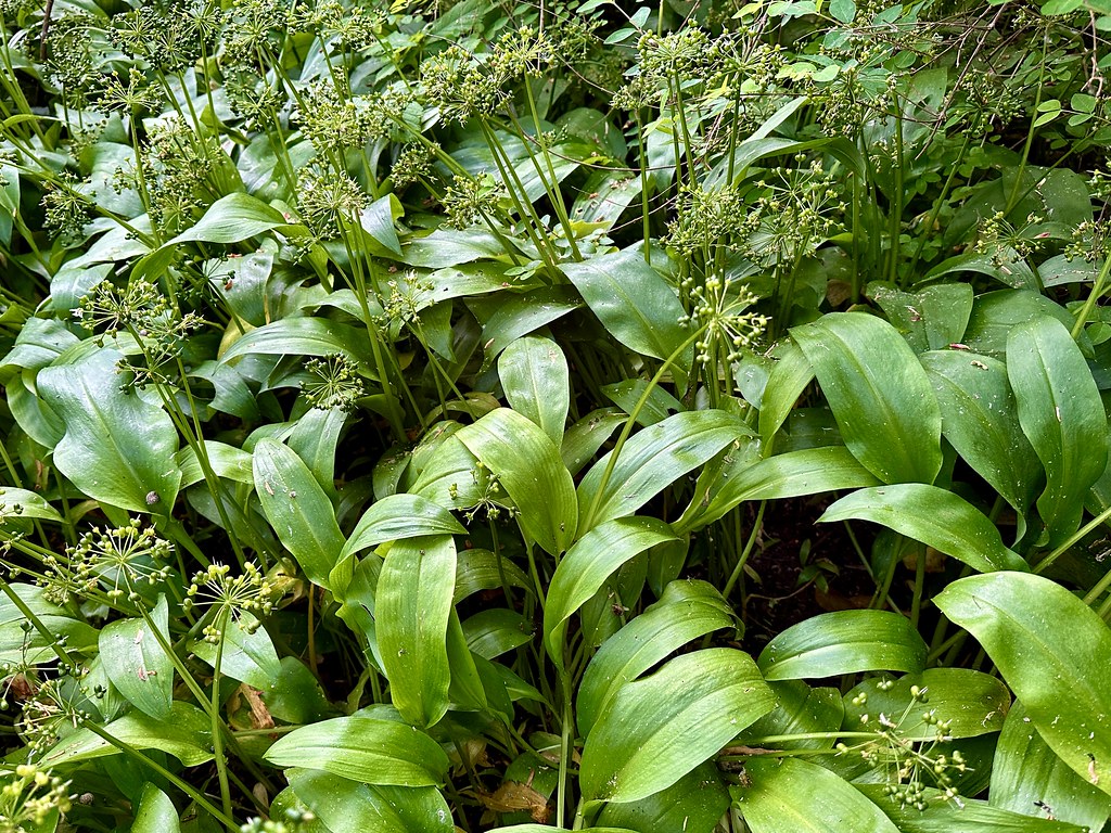 花園裡的熊蔥(Wild Garlic)。攝影:劉祐君
