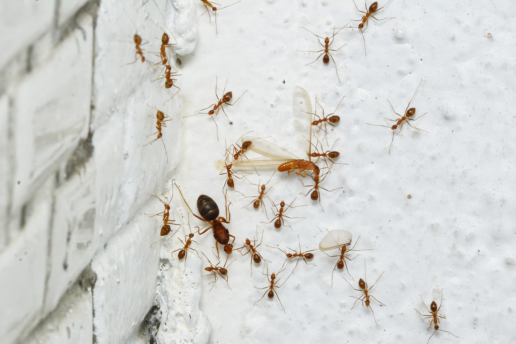 名列世界百大入侵生物的長腳捷山蟻（Anoplolepis gracilipes），蟻后和大批工蟻趁著夜晚搬家之際，還順便捕食趨光的白蟻。攝影：許峰銓