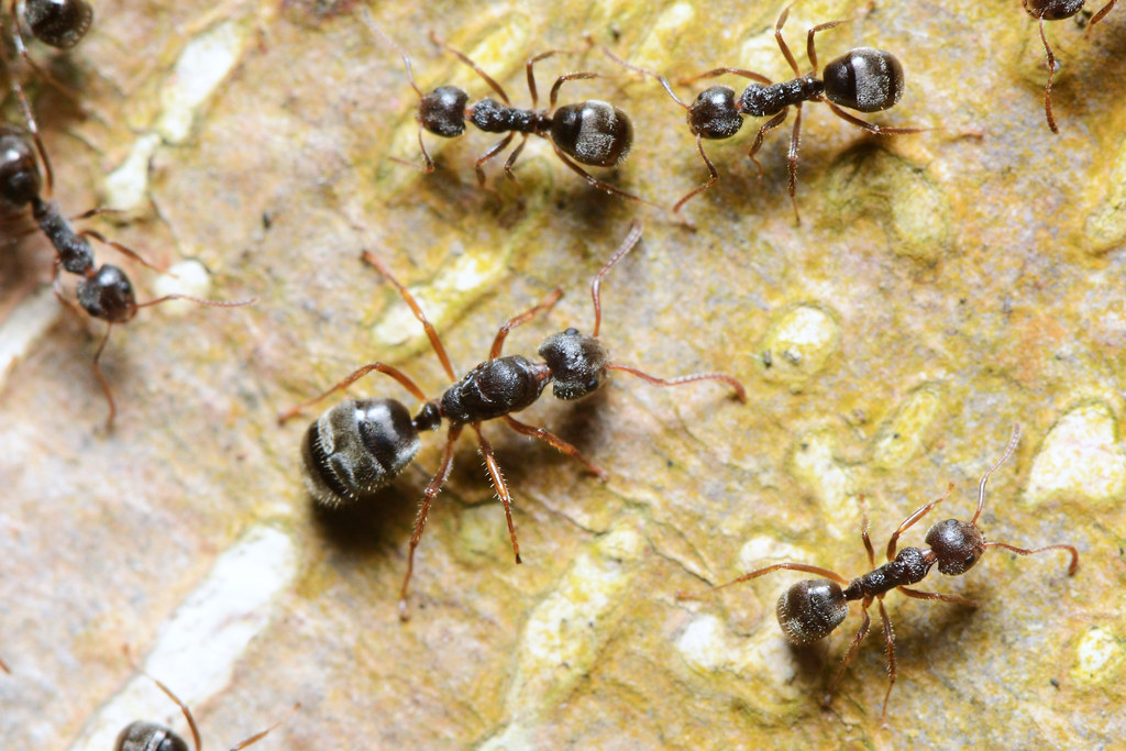 攀爬能力頂尖的疣胸琉璃蟻（Dolichoderus thoracicus）是台灣中南部淺山地區近十年來常見的騷擾性害蟲，更占了螞蟻上車研究案例中近六成，未來很可能繼續搭便車在台灣擴散。攝影：許峰銓