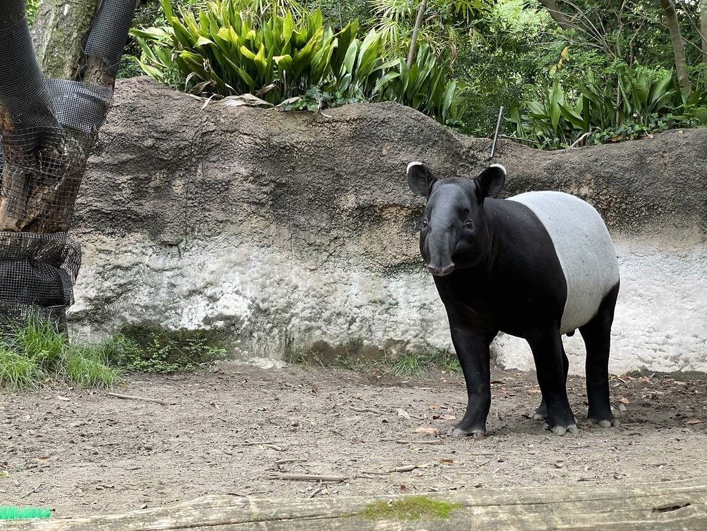 馬來貘「Hideo英雄」。照片來源：橫濱動物園提供／台北市立動物園新聞稿