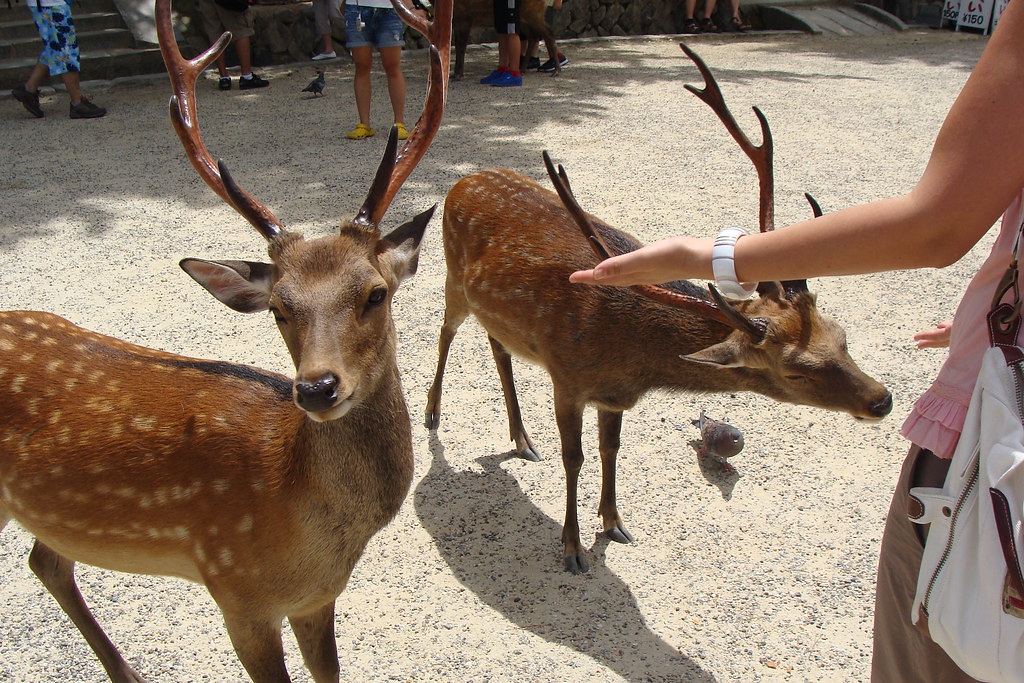 有些休閒農場會將水豚與梅花鹿混種飼養。示意圖。攝影：Graham Stanley／Flickr（CC BY 2.0）