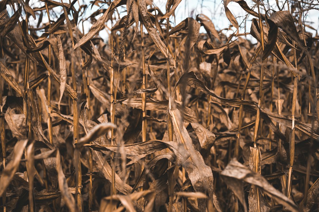 乾旱缺水會讓玉米產量大減。示意圖。照片來源:Keagan Henman/Unsplash