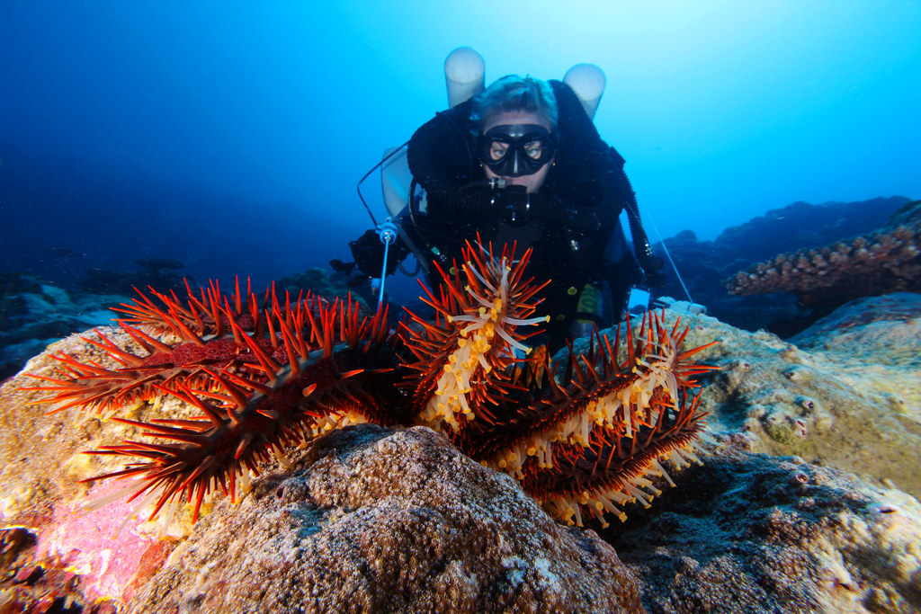 專業潛水員正將牛膽汁注入棘冠海星。圖片來源:National Marine Sanctuaries/Wikimedia Commons