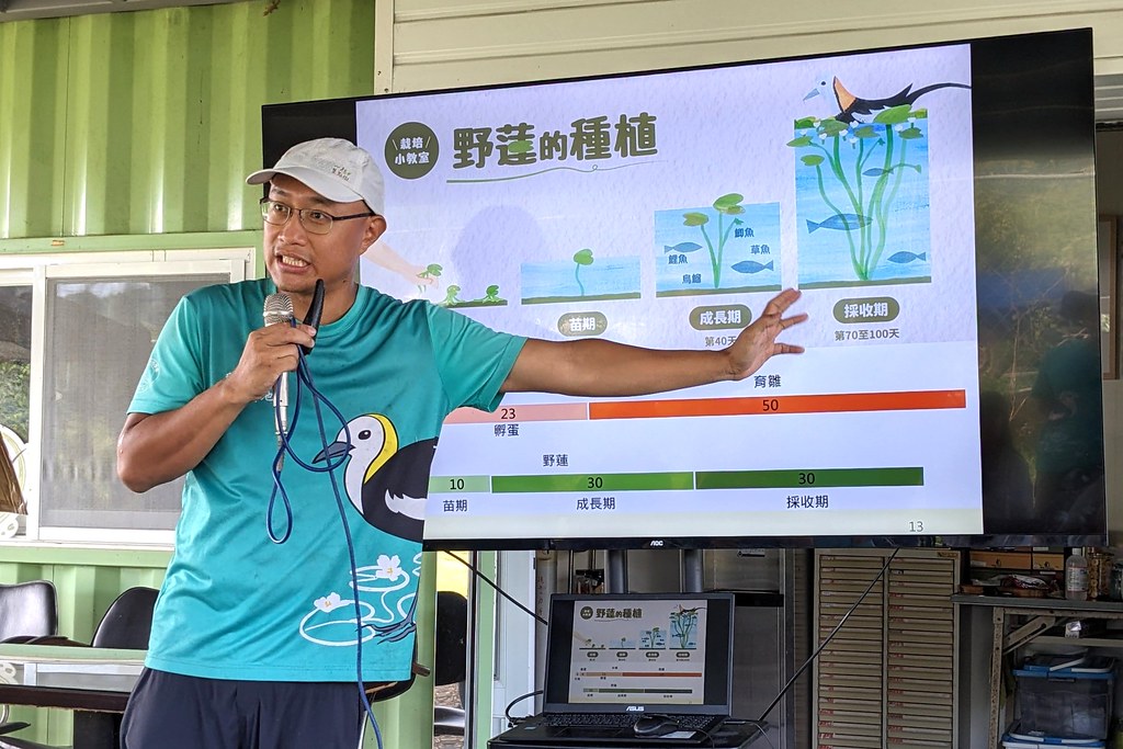 陳柏豪說明透過種植菱角引誘水雉築巢，錯開野蓮採收期。攝影：李育琴