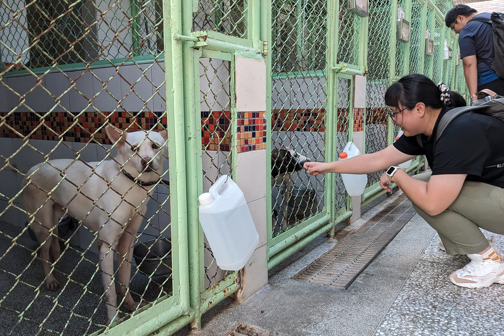 壽山收容中心將適合認養的犬隻規劃在互動區。攝影:李育琴