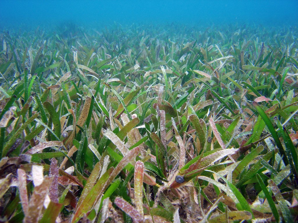 東沙鋸齒葉水絲草海草床。照片來源:林幸助/數位島嶼(CC BY-NC-SA 3.0)