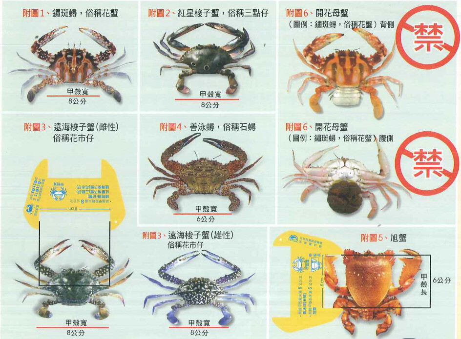 漁業署2023年起規定，每年8月至12月禁止捕撈抱卵母蟹。照片來源：漁業署提供
