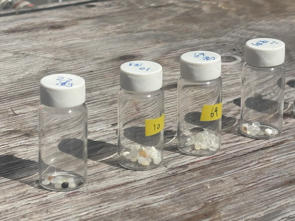 許瑞峯表示,塑膠微粒進入環境後,外層會被生物膜包覆,也可能附著致癌的有機污染物,團隊目前正在分析樣本。攝影:鍾依靜