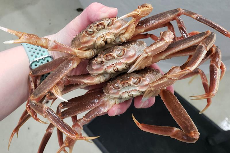 氣候變遷下，有數十億雪蟹因為海水升溫而餓死。照片來源：NOAA Fisheries