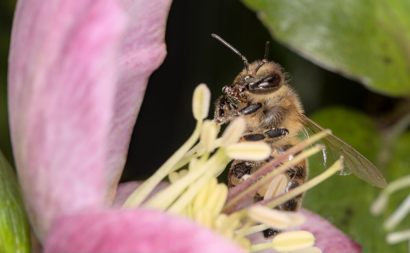 肩負授粉任務的蜜蜂,面臨蜂群崩潰失調症候群的危機。圖片來源:stanze/Flickr(CC BY-NC-SA 2.0)